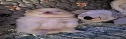 Pomeranian dogs for sale: Pomeranian 3 - Ad 2