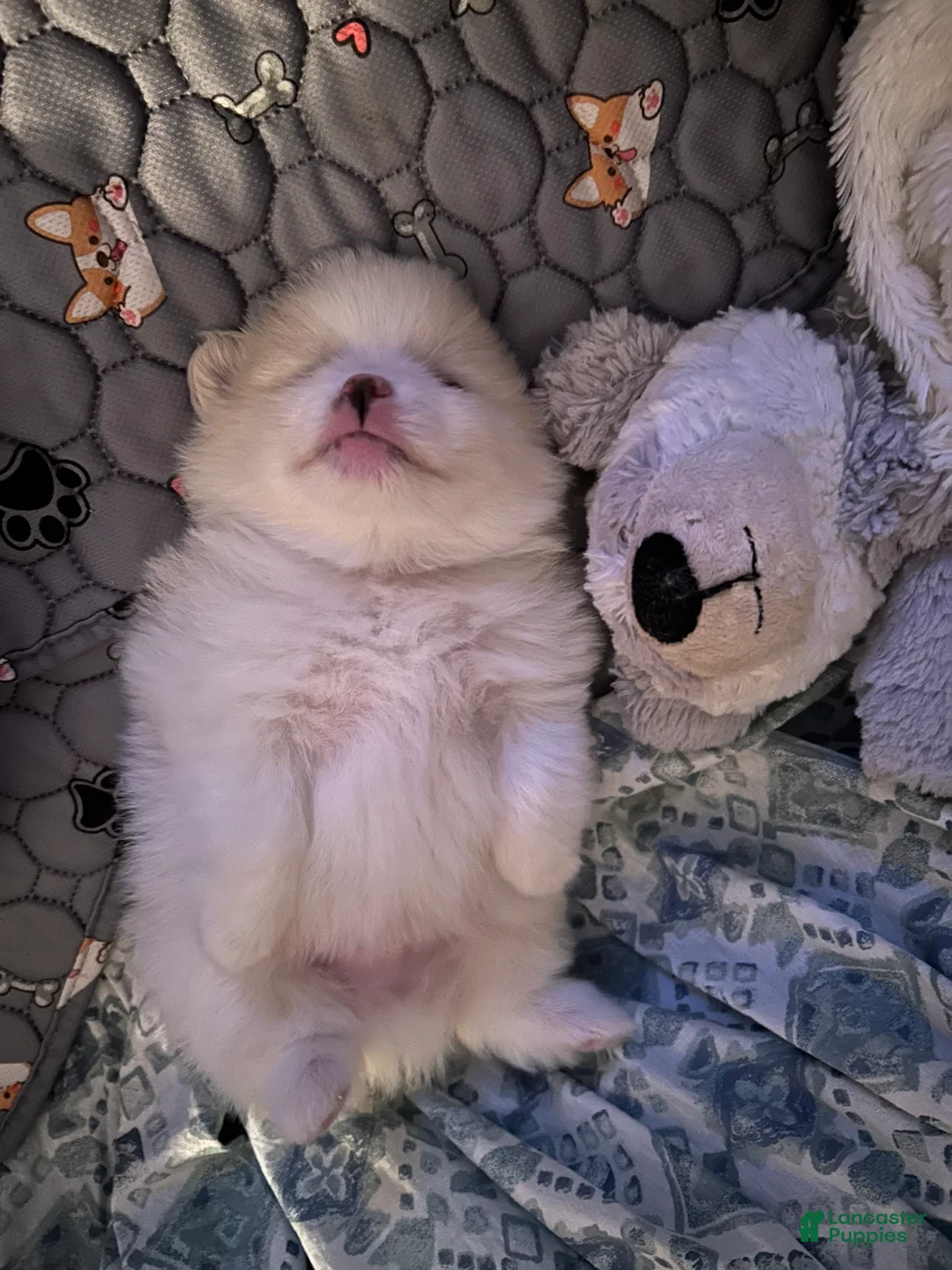Pomeranian dogs for sale: Pomeranian 3 - Ad 2