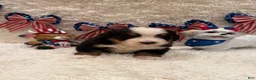 Bernese Mountain Dog dogs for sale: John - Ad 14