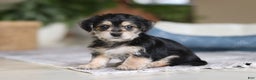 Morkie dogs for sale: Kai - Ad 3