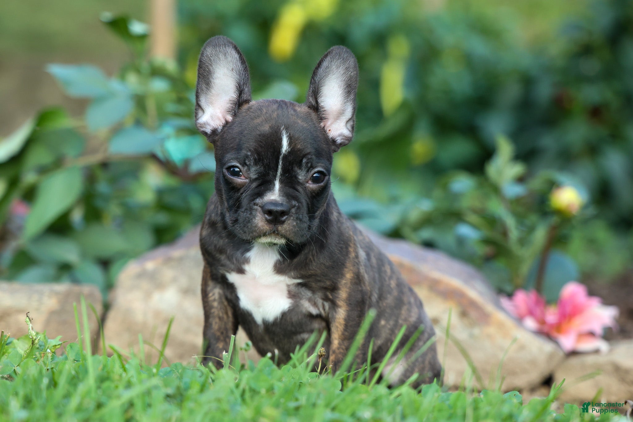Frenchton dogs MISTY - Ad 1