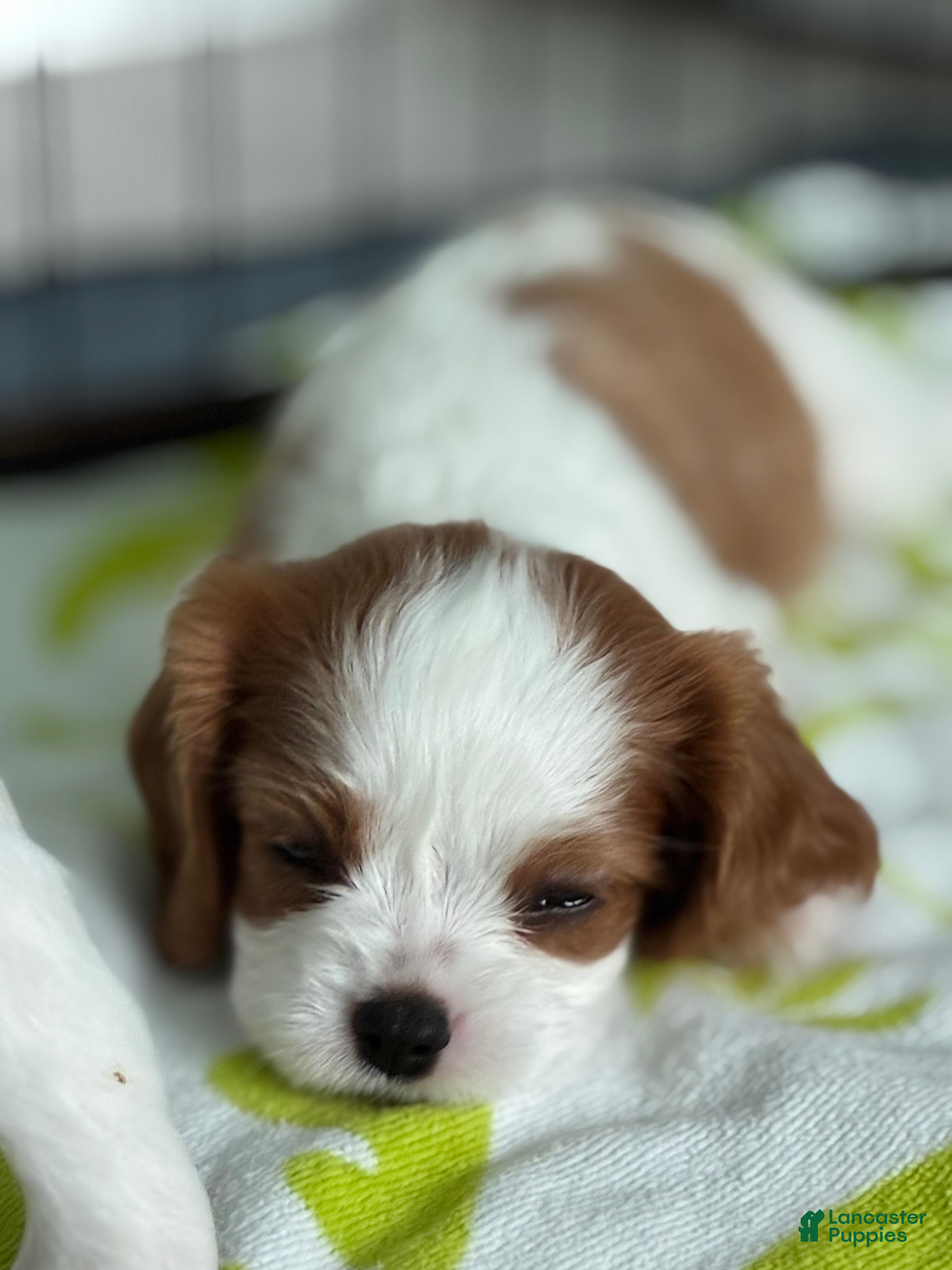 Cavalier King Charles Spaniel dogs Bean - Ad 1