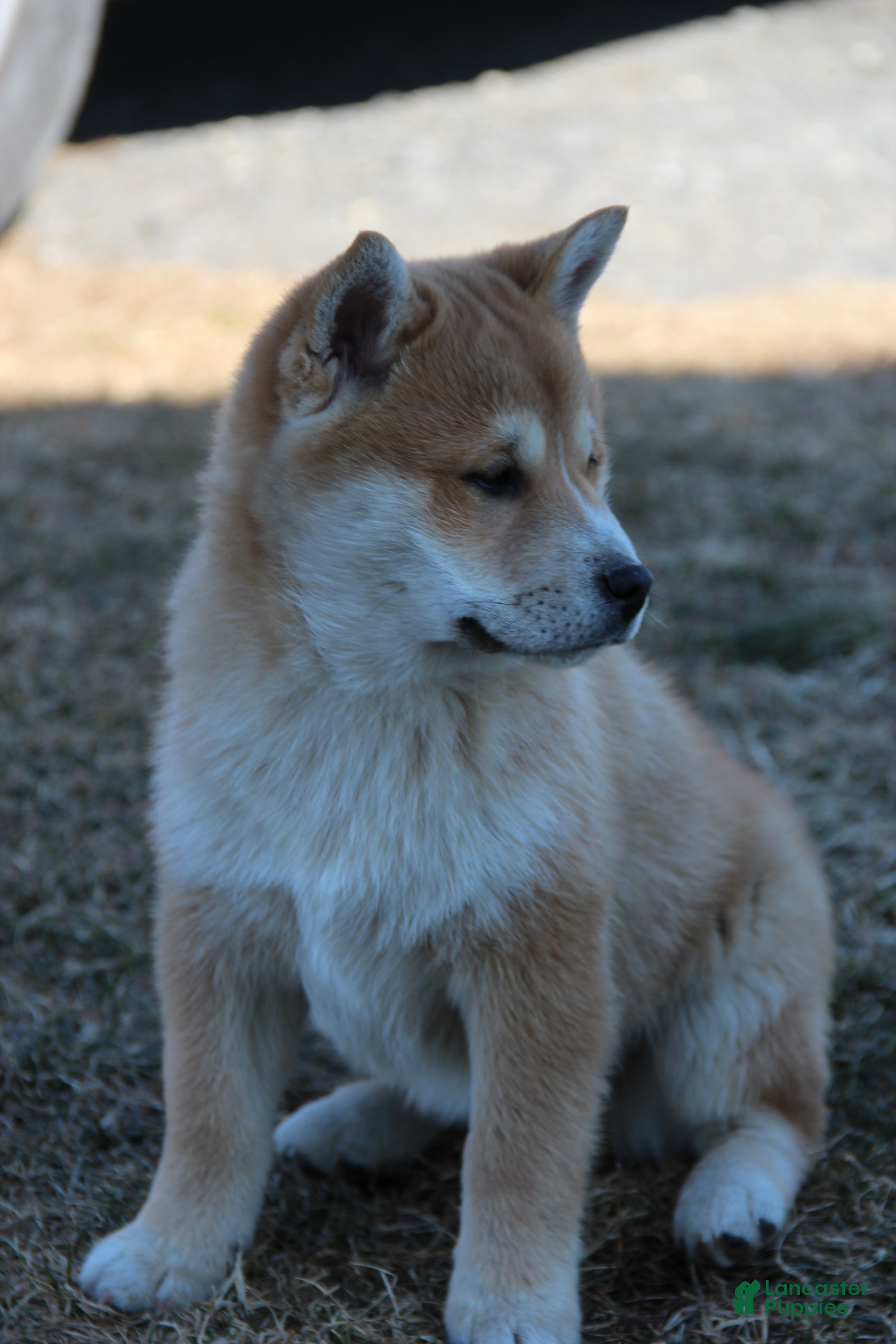 Mixed Breed dogs Fraser - Ad 1