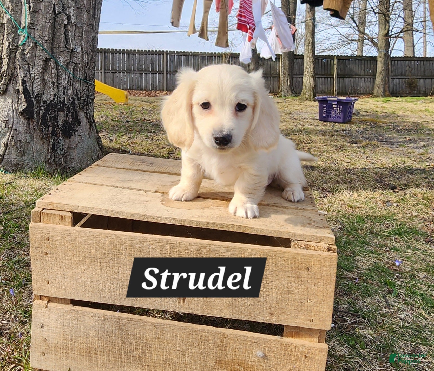 Miniature Dachshund dogs Strudel - Ad 1