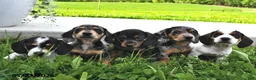 Miniature Dachshund dogs for sale: Demri - Ad 3