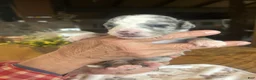 Sheepadoodle dogs for sale: Michelle - Ad 8