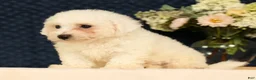 Bichon Frise dogs for sale: Isaac - Ad 6