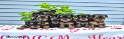 Yorkshire Terrier dogs for sale: Peanut  - Ad 5