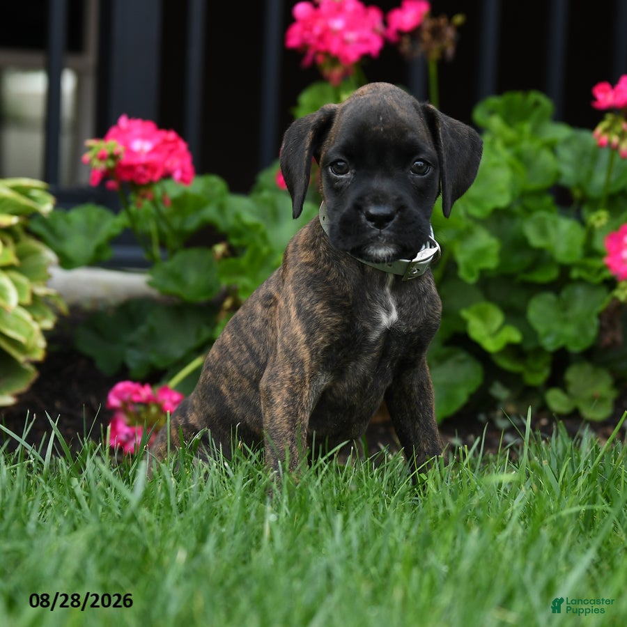 Boxer dogs Zoey - Ad 1