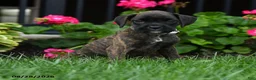 Boxer dogs for sale: Zoey - Ad 1
