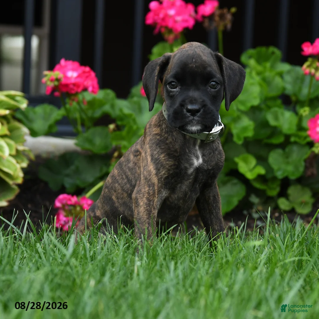 Boxer dogs for sale: Zoey - Ad 1
