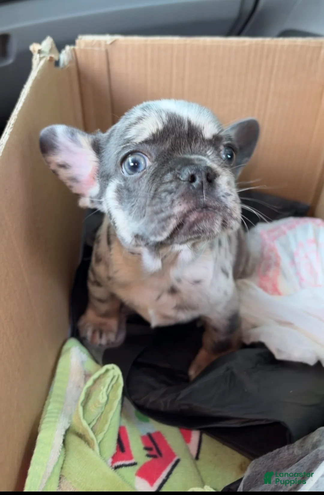 French Bulldog dogs for sale: French Bulldog Puppy 2 - Ad 1