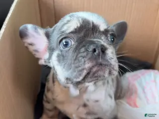 French Bulldog dogs for sale: French Bulldog Puppy 2 - Ad 2