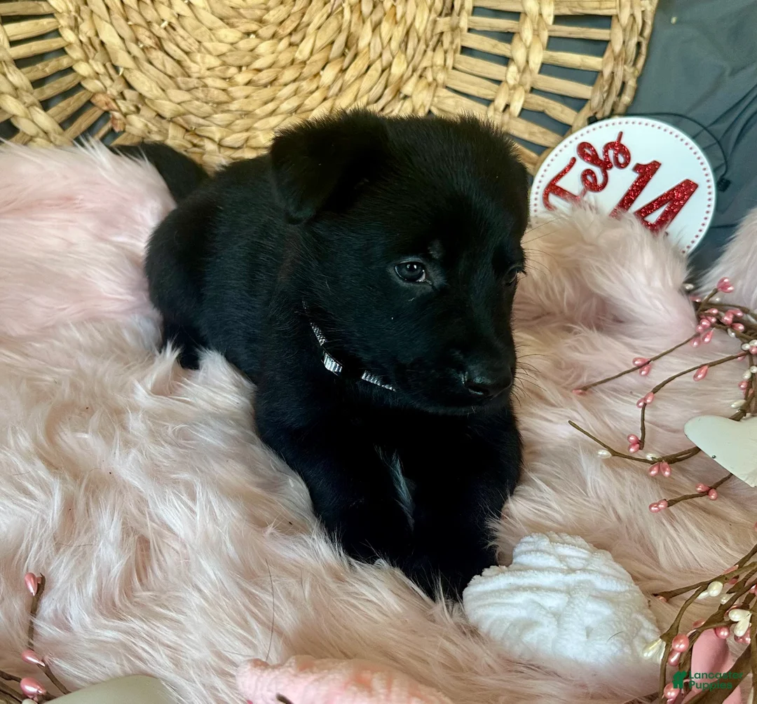 German Shepherd dogs for sale: Aster - Ad 7