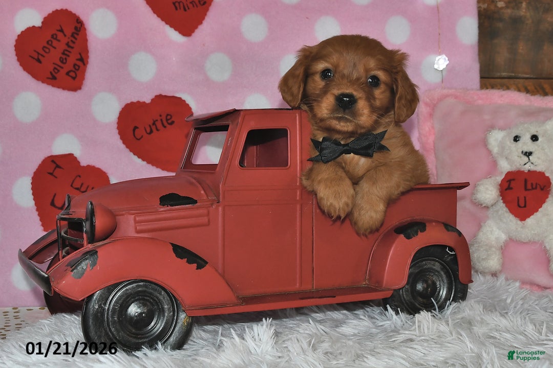 Miniature Golden Retriever dogs for sale: Bo - Ad 5