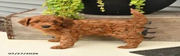 Cavapoo dogs for sale: Ivan - Ad 4