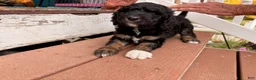 Mixed Breed dogs for sale: Molly - Ad 3