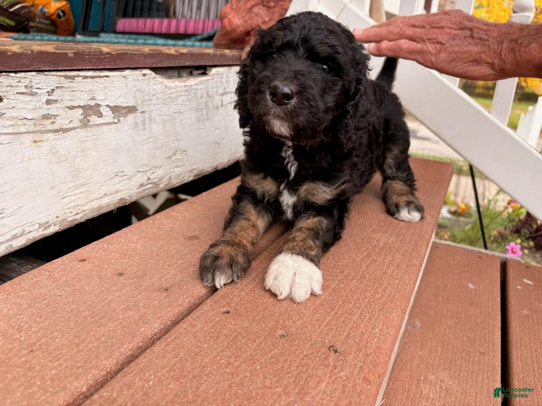 Mixed Breed dogs for sale: Molly - Ad 3