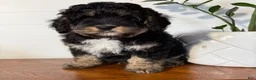 Mini Bernedoodle dogs for sale: Teddy - Ad 8
