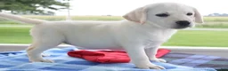 Labrador Retriever dogs for sale: Major- Champ lines - Ad 4