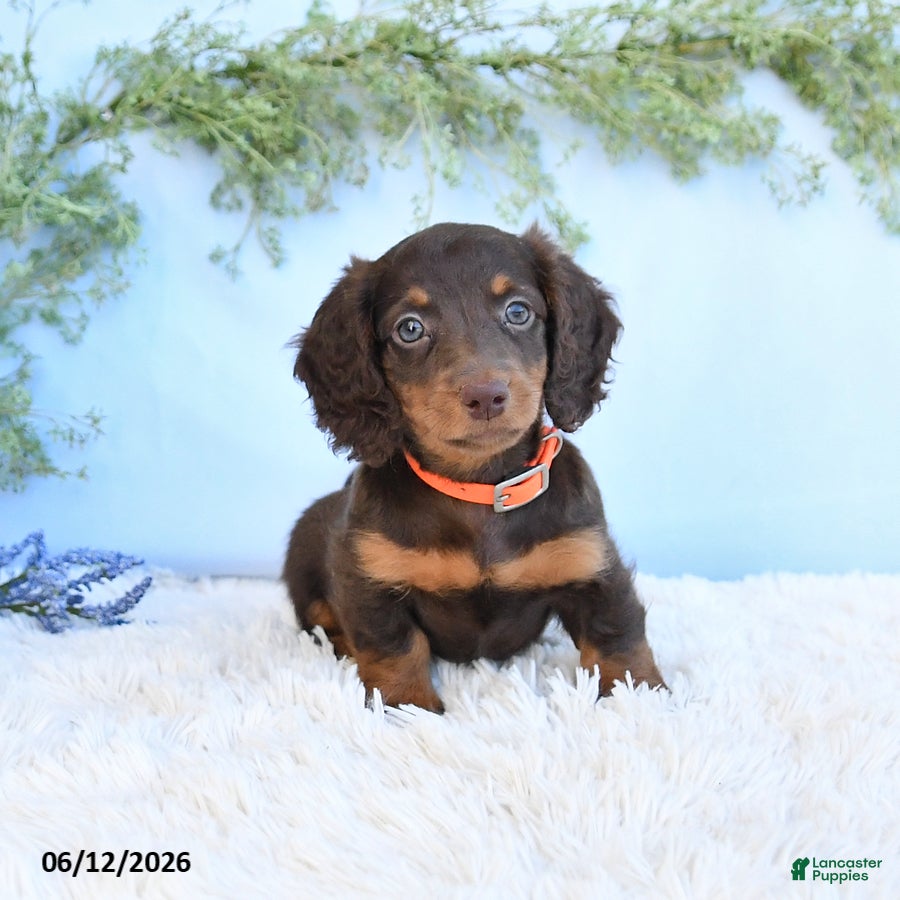 Miniature Dachshund dogs Sandy - Ad 1