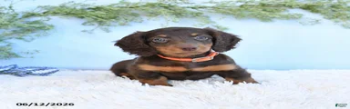 Sandy