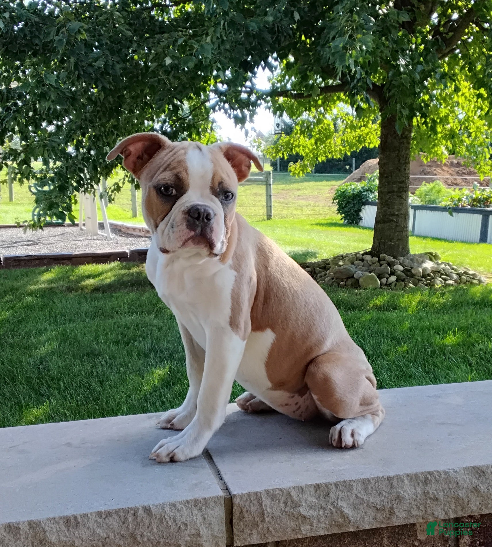 Boston Terrier dogs Elsa - Ad 1