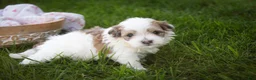 Havanese dogs for sale: Emma Havanese Puppy  - Ad 6