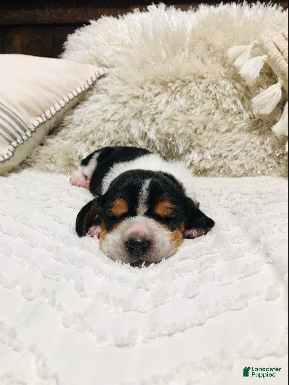 Basset Hound dogs Fred-Male - Ad 2