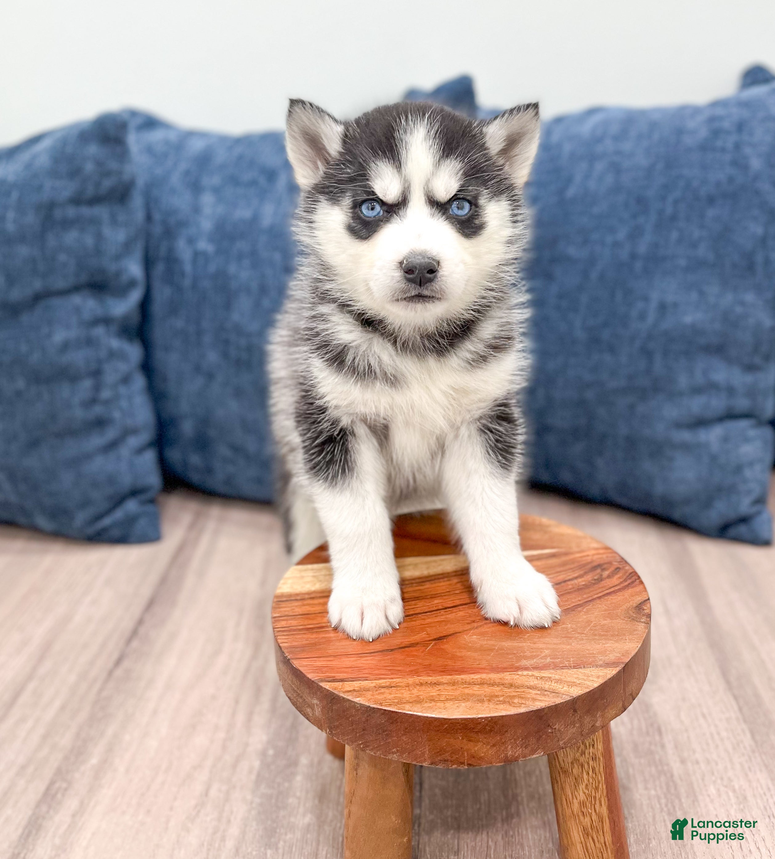 Siberian Husky dogs Kate - Ad 2