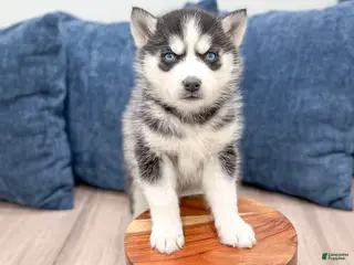 Siberian Husky dogs for sale: Kate - Ad 2