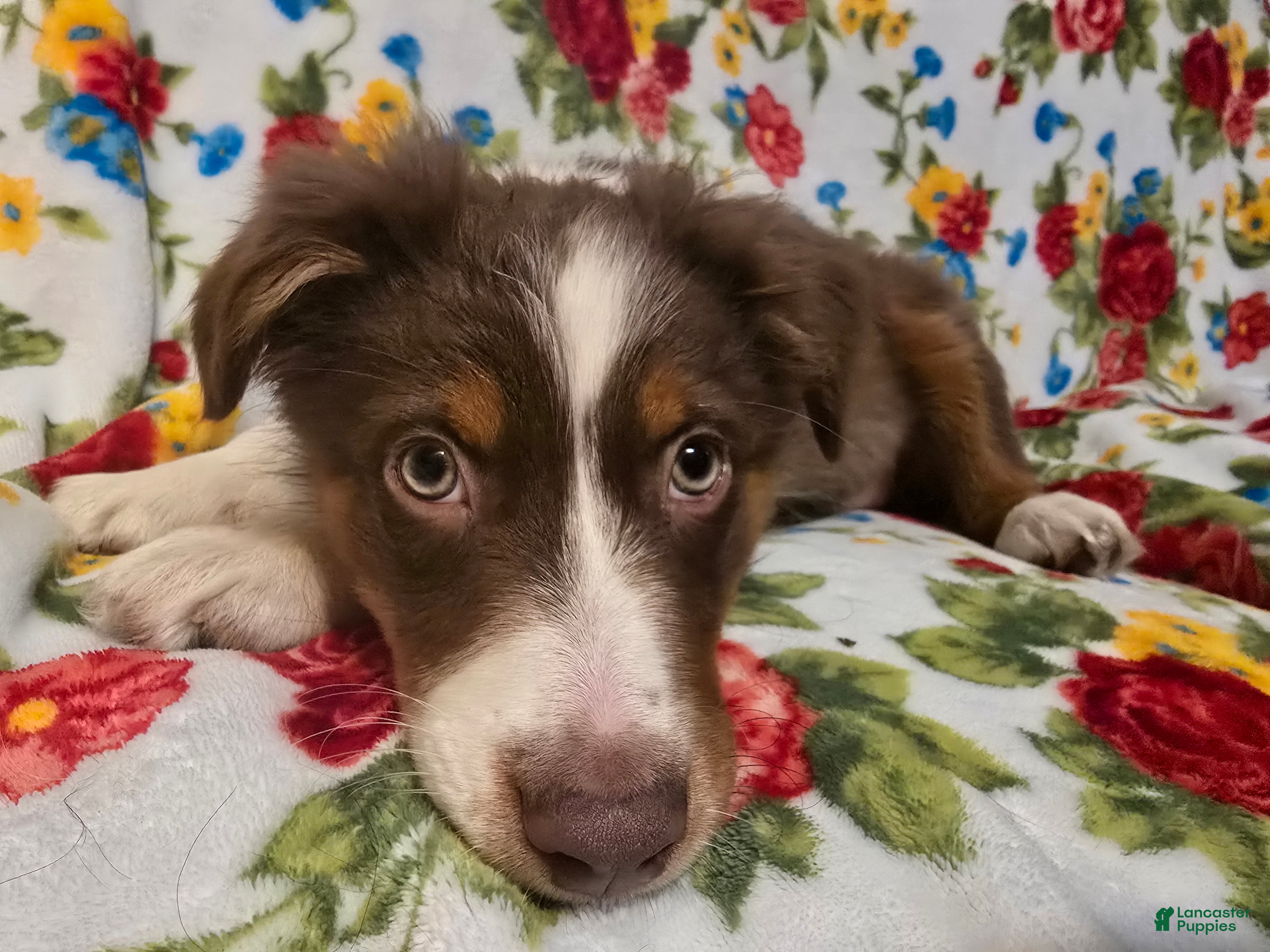 Australian Shepherd dogs Australian Shepherd Puppy 2 - Ad 37