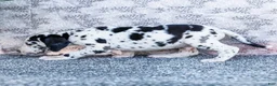 Great Dane dogs for sale: Alex - Ad 6