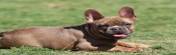 French Bulldog dogs for sale: French Bulldog 1 - Ad 3
