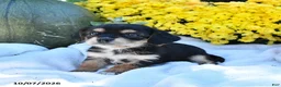 Mixed Breed dogs for sale: Cinnamon - Ad 3