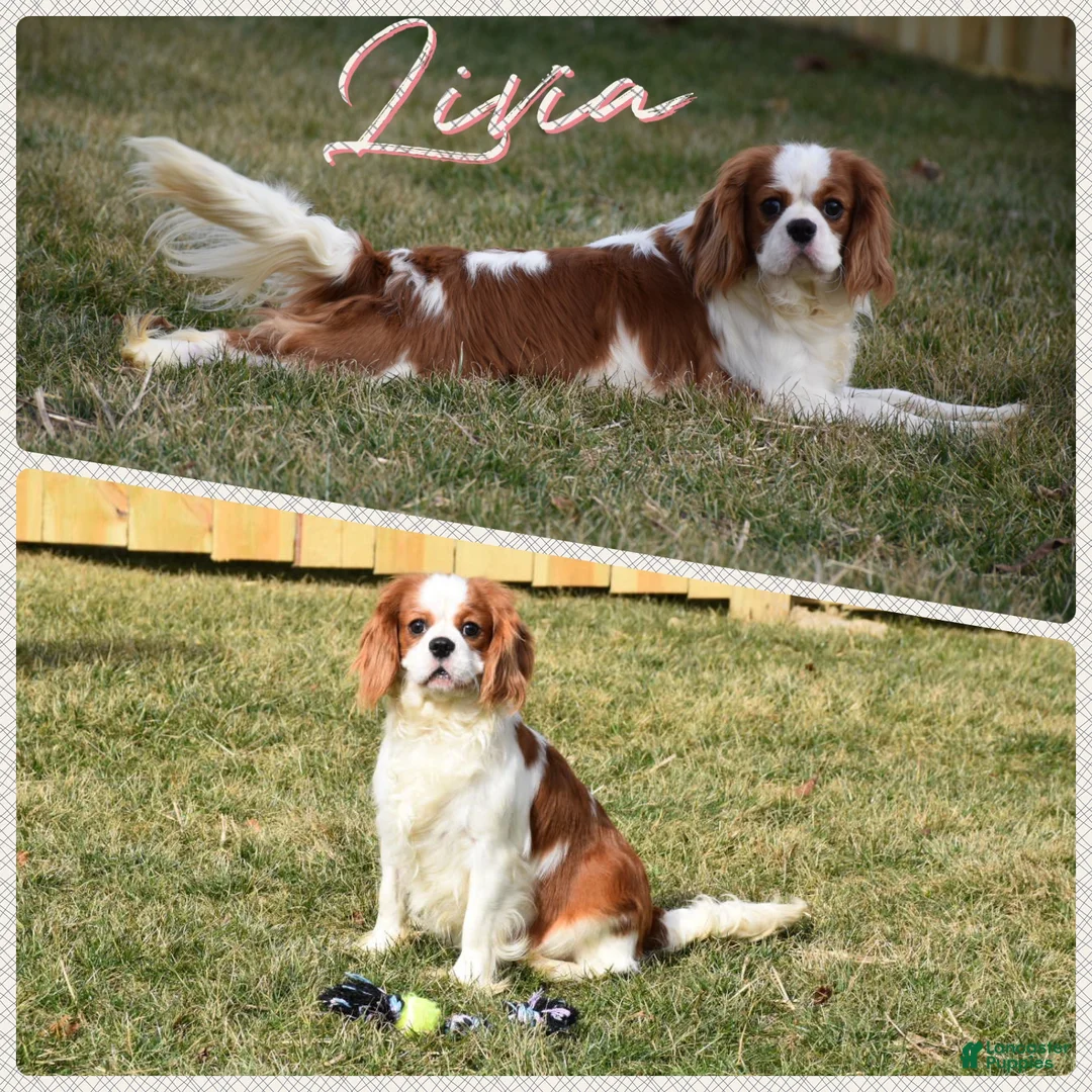 Cavalier King Charles Spaniel dogs for sale: Almond - Ad 5