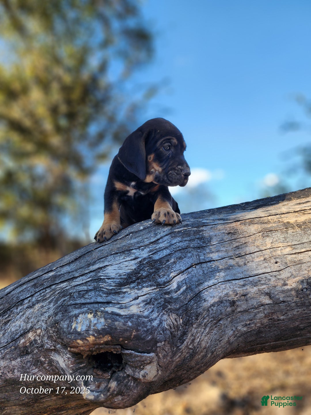 Mixed Breed dogs for sale: Fall 2025 Bloodahoula Male 1 - Ad 14