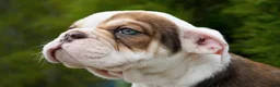 English Bulldog dogs for sale: Barnes Male - Ad 3