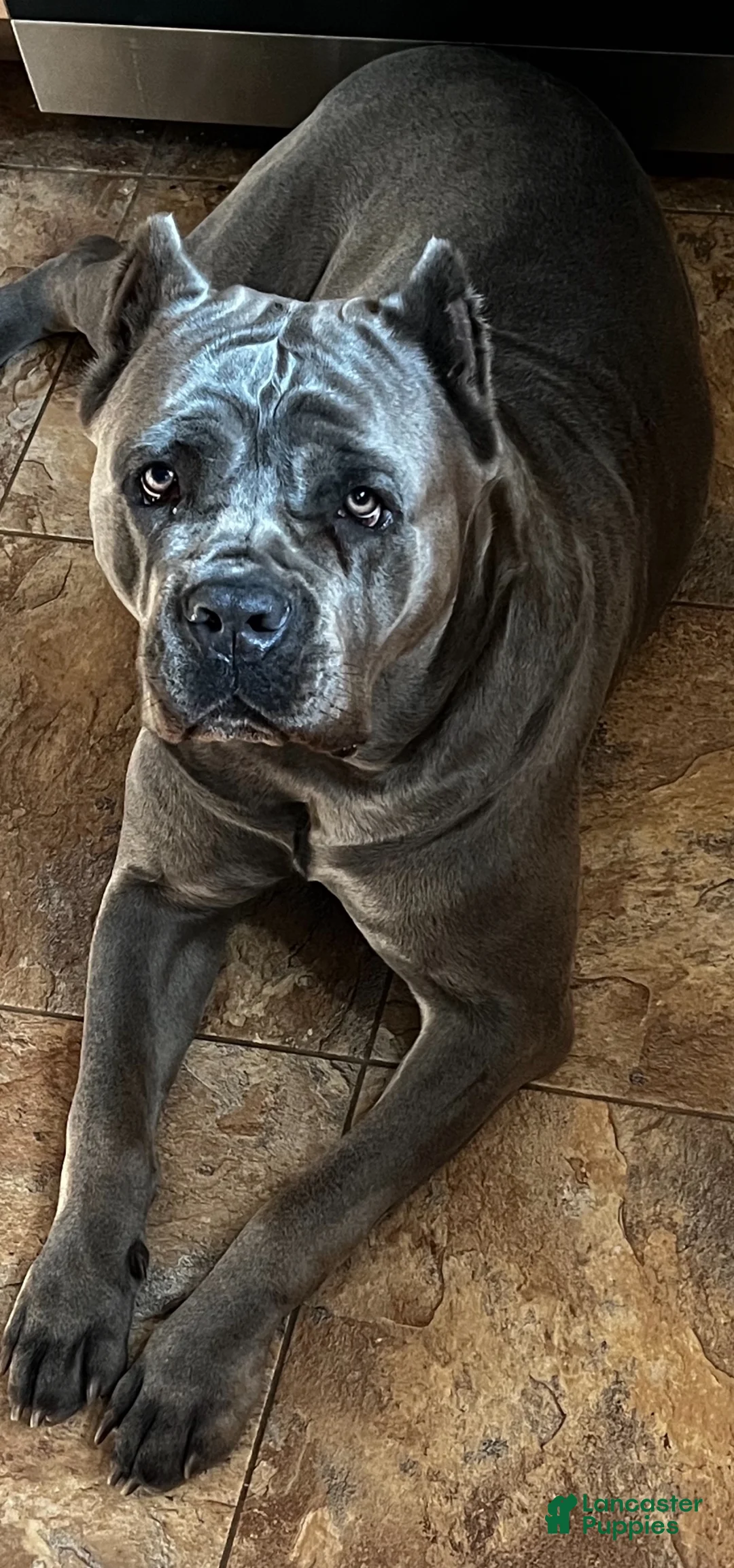 Cane Corso dogs for sale: Cane Corso Puppy 2 - Ad 3