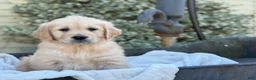 Golden Retriever dogs for sale: Melody - Ad 1