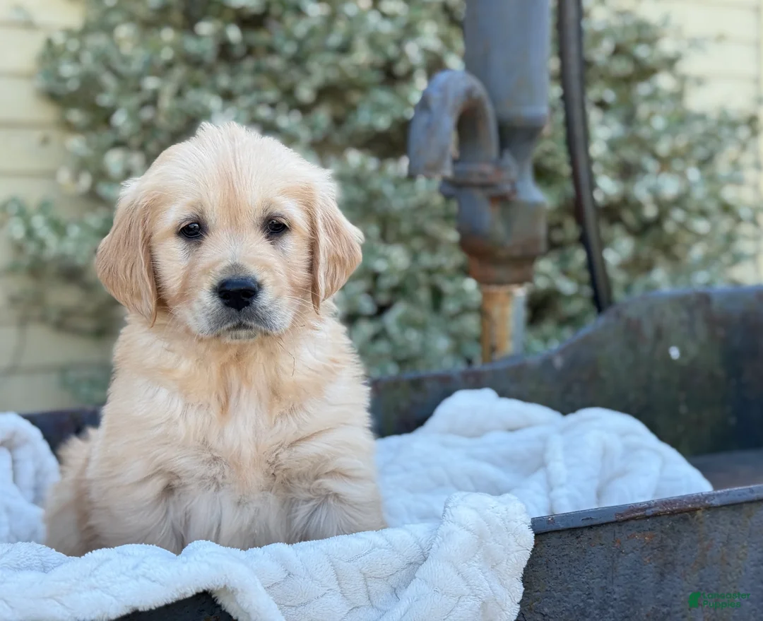 Golden Retriever dogs for sale: Melody - Ad 1