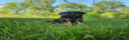 German Shepherd dogs for sale: Mindy - Ad 4