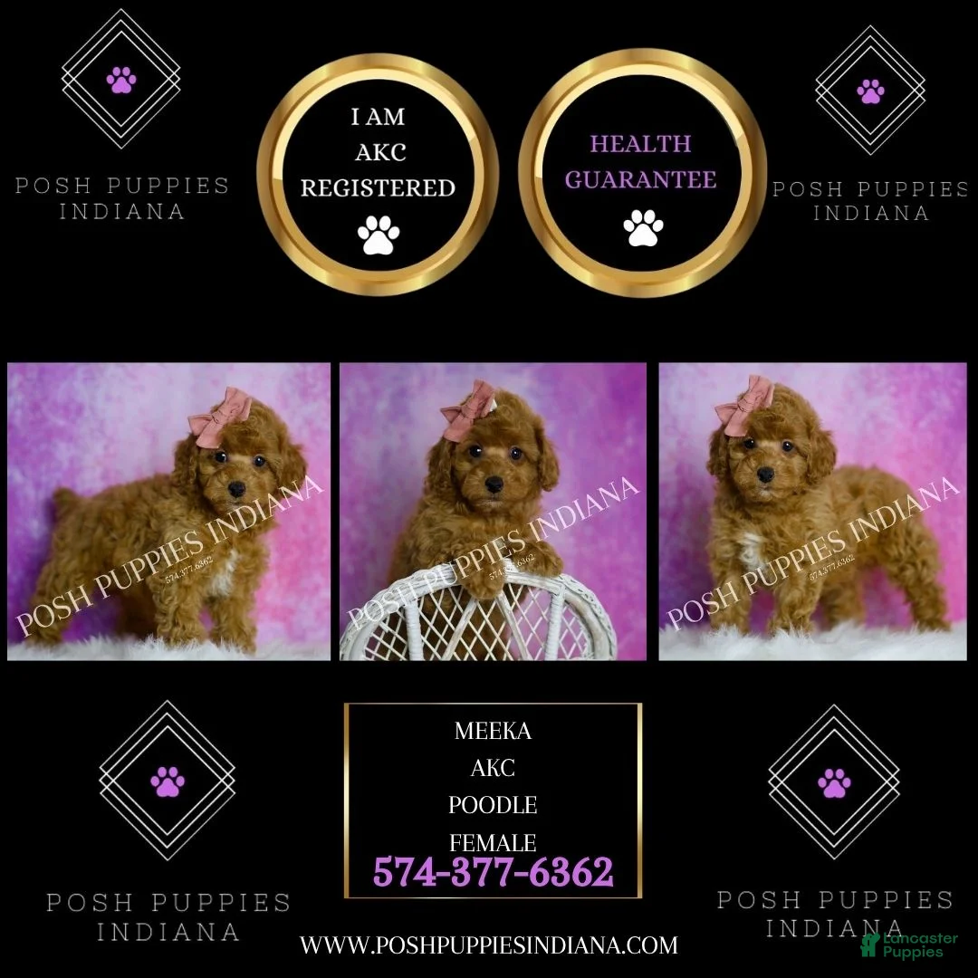 Toy Poodle dogs for sale: Meeka - Ad 2