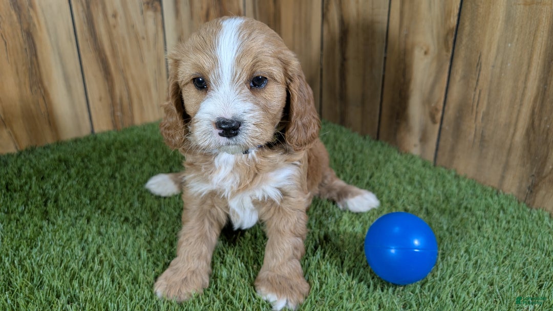 Cavapoo dogs for sale: Brin Boy 1 - Ad 5