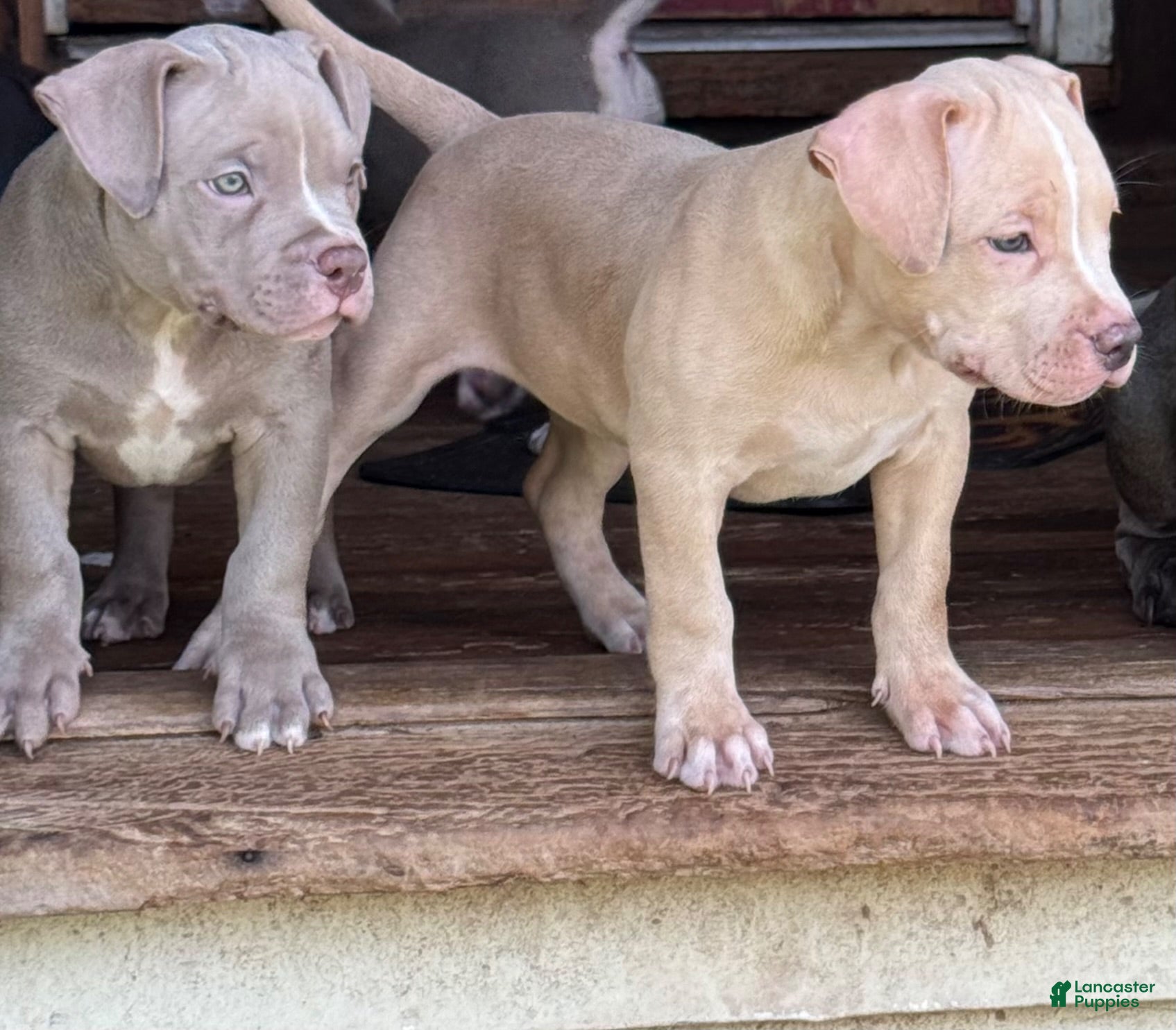 American Bully dogs for sale: Butterscotch - Ad 1