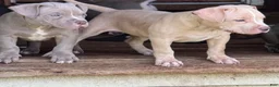 American Bully dogs for sale: Butterscotch - Ad 1