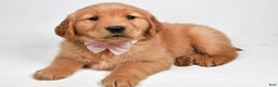 Golden Retriever dogs for sale: Lexie - Ad 5