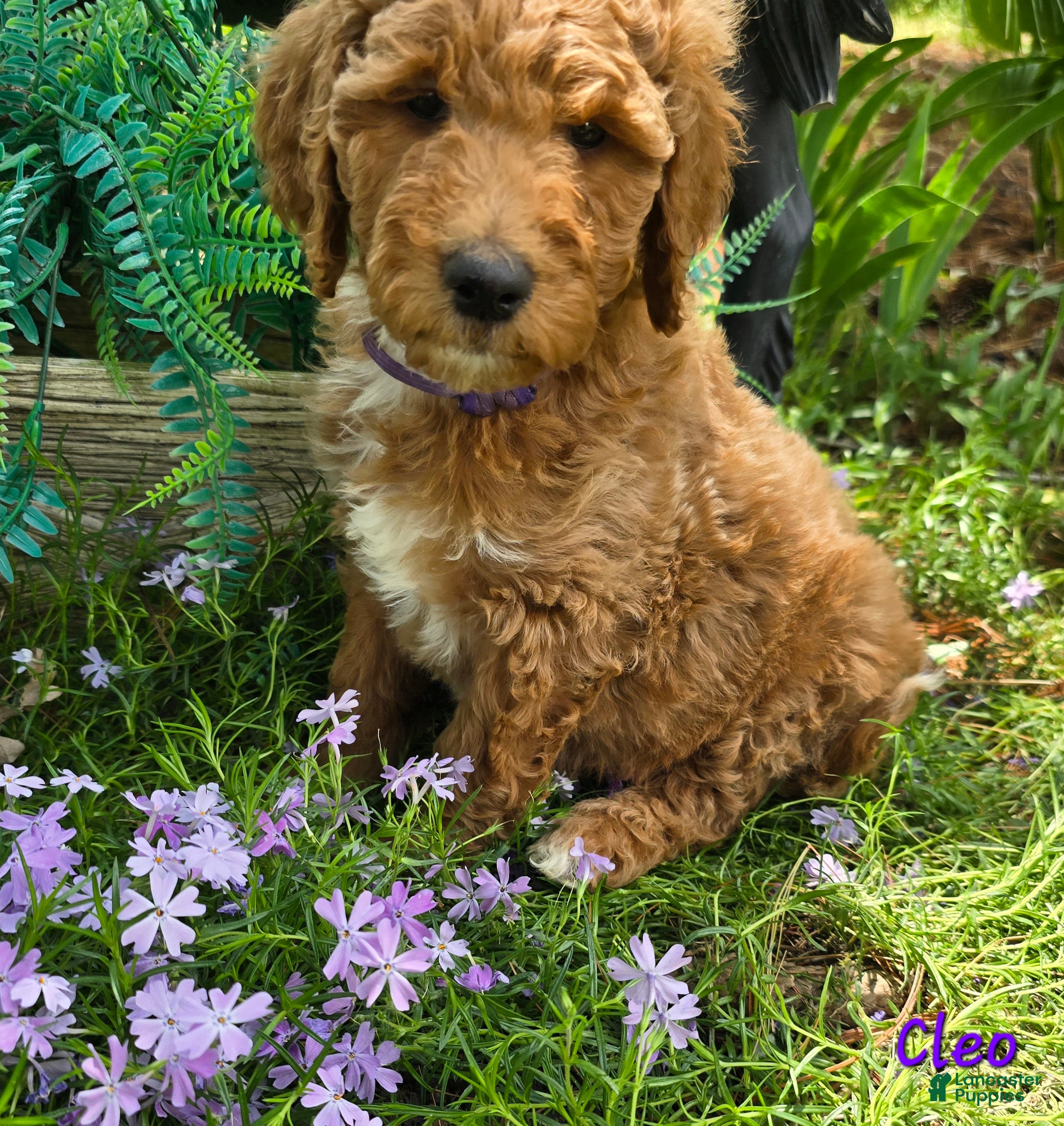 Goldendoodle dogs Goldendoodle Puppy 11 - Ad 38