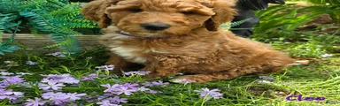Goldendoodle Puppy 11