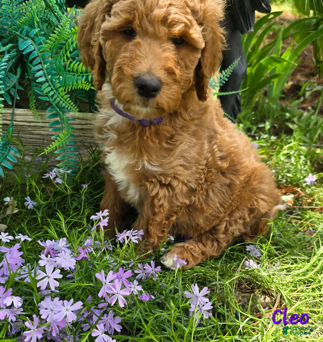 Goldendoodle dogs for sale: Goldendoodle Puppy 11 - Ad 1